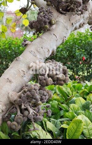 Ficus auriculata - roxburg fig tree Stock Photo - Alamy