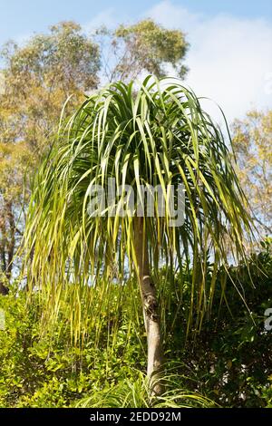 Beaucarnea recurvata - ponytail palm. Stock Photo