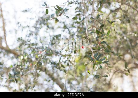 Ilex vomitoria 'pendula' - weeping yaupon holly. Stock Photo