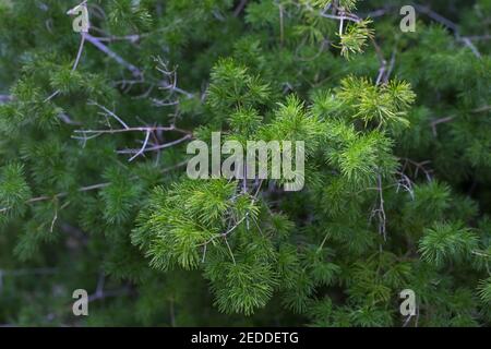 Asparagus macowanii 'ming fern'. Stock Photo