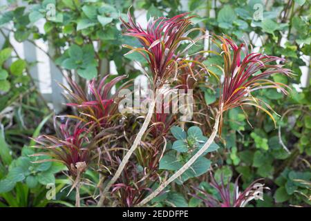 Cordyline fruticosa 'Fairchild Red' - dwarf ti plant. Stock Photo