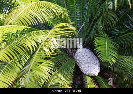 Dioon spinulosum - giant dioon. Stock Photo