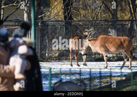 Beijing, Austria. 14th Feb, 2021. Elands are seen in Schonbrunn Zoo, Vienna, Austria, on Feb. 14, 2021. Animals at the Schonbrunn Zoo meet tourists in the first weekend after Austria relaxed it's third COVID-19 lockdown. Schonbrunn Zoo is one of the oldest zoos in Europe which is home to many animals including pandas from China. Credit: Guo Chen/Xinhua/Alamy Live News Stock Photo