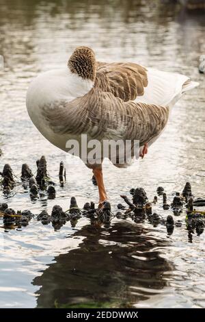 Greylag goose standing on one leg and sleeping Stock Photo