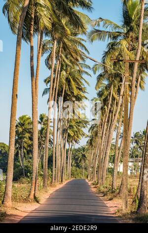 Narrow asphalt road with palm trees in Goa, India. Stock Photo