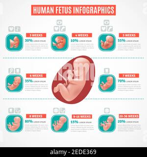 A Set of Human Embryo Development illustration Stock Vector Image & Art ...