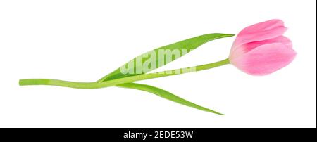 One Pink tulip flower  isolated on white background.  Fresh spring flower Stock Photo
