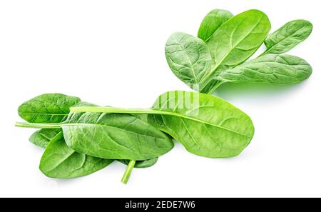 Spinach leaves isolated on white background. Heap of Spinach leaf Macro. Top view. Flat lay. Stock Photo