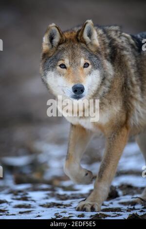 Close up wolf in winter forest background. Animal in the nature habitat Stock Photo