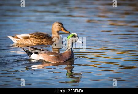 A male and female american widgeon ' Mareca americana '  swim on the coast of British Columbia Canada. Stock Photo