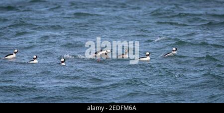A male bufflehead diving duck ' Bucephala albeola ' fly's off the water in British Columbia Canada Stock Photo