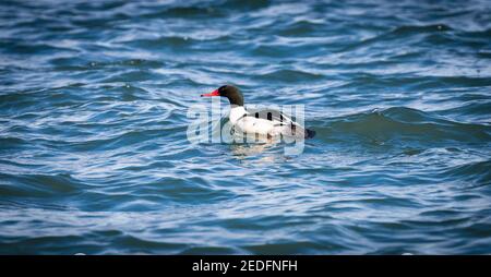 A male common merganser diving duck ' Mergus merganser ' swims in the ocean by Victoia British Columbia Canada. Stock Photo