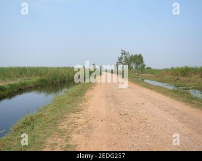 Open dirt road in green forest in wetland with blue sky in background, Thailand Stock Photo