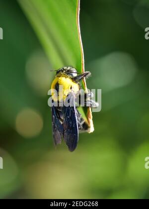 Eastern carpenter bee on leaf plant with natural green background, Yellow hair on the black body of a large insect Stock Photo