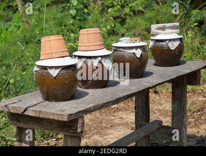 Four Terracotta jar for fermenting with fish sauce on wooden table with green tree plant in background, Ancient culture in food preservation in Asia Stock Photo