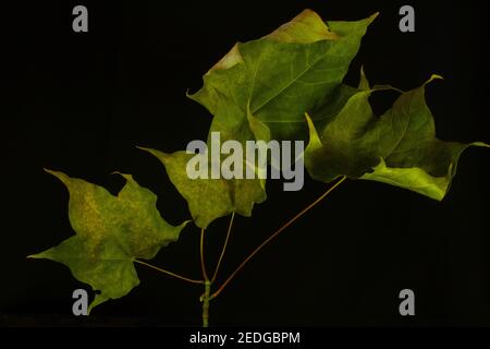 four maple leaves isolated with yellow light on a black background Stock Photo