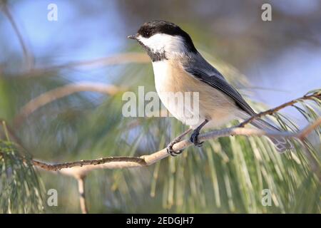 Black-capped chickadee sitting on a fir tree branch in winter, Quebec, Canada Stock Photo