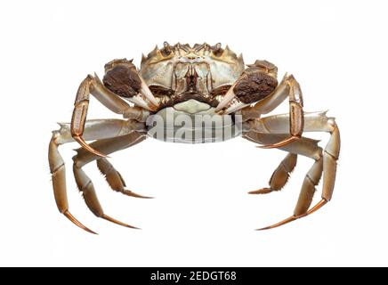 Chinese crab isolated on white background Stock Photo