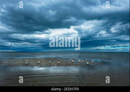 Silver gulls at low tide in stormy weather with black clouds at Beachmere, South East Queensland, SEQ, QLD, Australia Stock Photo