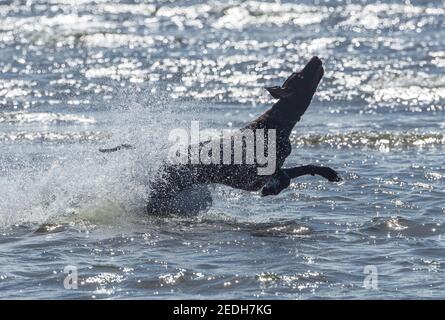 Dog in the water, splashing in the waves, Beachmere, South East Queensland, SEQ, QLD, Australia Stock Photo