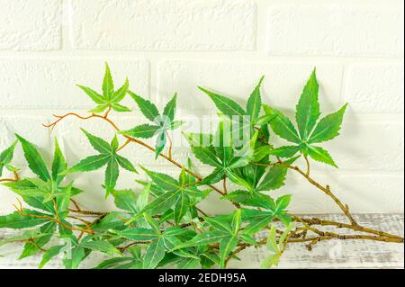 Close-up of many green leaves of a artificial marijuana, a medicinal plant with a white brick wall in the background Stock Photo