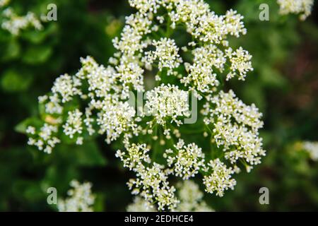 Very small white flowers. White balls of flowers. Beauty is in the details. Nature, Spring background Stock Photo