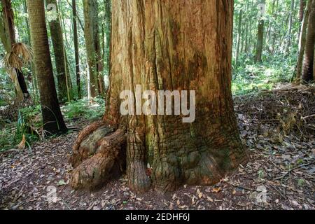 A red cedar tree (Toona ciliata) on the Forest Path in the Royal National Park. Stock Photo