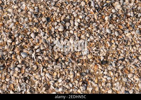 Beach full of shells on the North Sea, Zeeland, Netherlands Stock Photo
