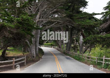 Asphalt road goes between the trees. Country scene. Double yellow dividing line. Stock Photo