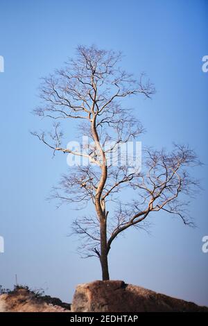 A big dead tree with the blue sky Stock Photo