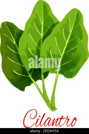 Cilantro icon. Coriander or Chinese parsley leaves. Herbal spice for culinary condiment, salad dressing or flavoring. Isolated vector aromatic piquant Stock Vector