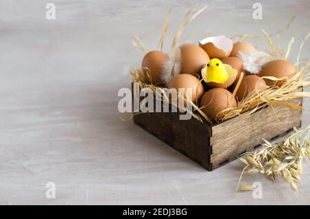 The concept of an Easter background. Natural brown chicken eggs lie in a wooden box on a hay on a light concrete background, in the shell sits a chick Stock Photo