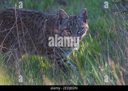 A stalking wild bobcat (Lynx rufus) looking at the camera as it hunts small prey in the San Francisco Bay area of California. Stock Photo