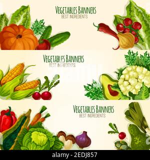 Vegetable banners set with fresh organic veggies cauliflower, asparagus and arugula, avocado, broccoli and bell or chili pepper, tomato, zucchini squa Stock Vector