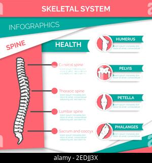 https://l450v.alamy.com/450v/2edjj3x/human-skeletal-system-infographics-design-healthy-spine-with-marked-cervical-thoracic-lumbar-and-sacral-vertebrae-bones-and-joints-of-foot-knee-2edjj3x.jpg