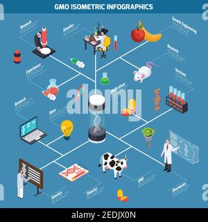GMO isometric infographics layout from theoretical researches through genetic experiments to discovery and safety testing vector illustration Stock Vector
