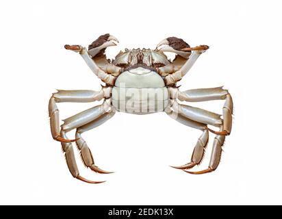 Chinese crab isolated on white background Stock Photo