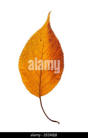 leaf of a japanese cherry tree, autumn colored and isolated on white background Stock Photo