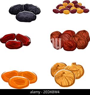 Vector icons of dried fruits. Isolated raisins of grape, dates and juicy exotic figs, apricots, plums and black prunes. Vegetarian or vegan raw food n Stock Vector