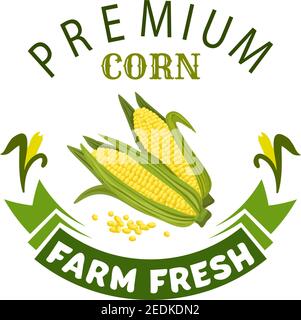 Corn vegetable icon. Vector isolated emblem of farm fresh corncob or corn ear with leaves. Vegetarian and vegan cuisine vegetable and agriculture ripe Stock Vector