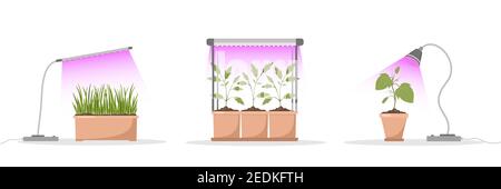Set of spring seedlings under phyto lamp. Growing gardening plants with purple light. Vegetarian and ecological products. Vector illustration in flat Stock Vector