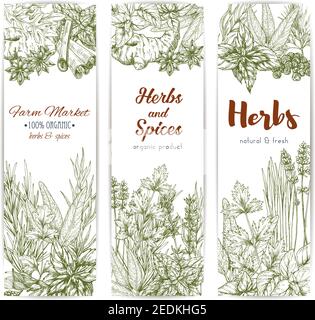 Herbs and seasonings sketch vector banners set of spice condiments anise and oregano, basil, dill and parsley, ginger and chili pepper, rosemary and t Stock Vector