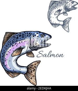 Salmon sketch vector fish icon. Isolated humpback or pink salmon or sockeye marine ocean or sea fish species. Isolated symbol for seafood restaurant s Stock Vector