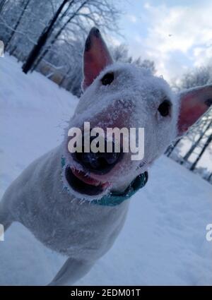 bullterrier in the snow Stock Photo