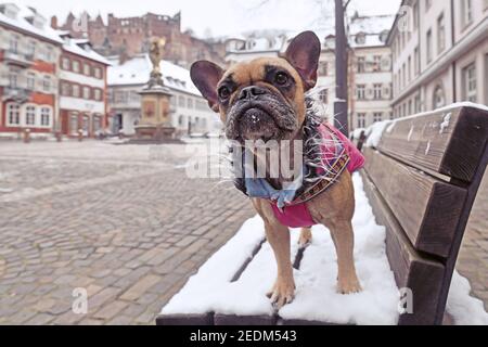 French Bulldog dog wearing warm pink winter coat with fur collar standing on snow covered bench in town square with old historic buildings Stock Photo