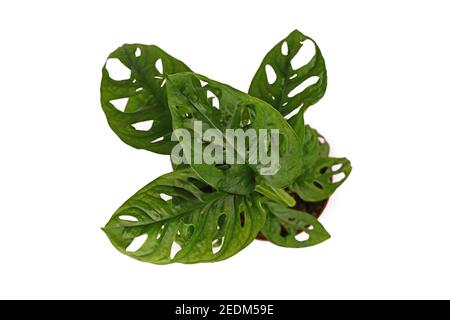 Top view of tropical 'Monstera Adansonii' houseplant with leaves with holes isolated on white background Stock Photo