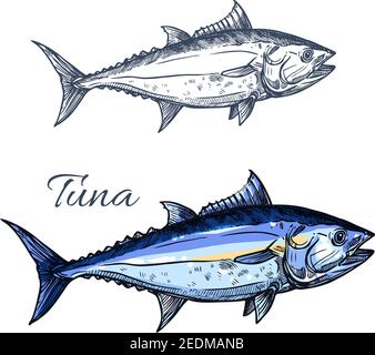 Tuna fish isolated sketch. Atlantic bluefin tunny fish for seafood packaging label, fish market symbol or restaurant menu design Stock Vector