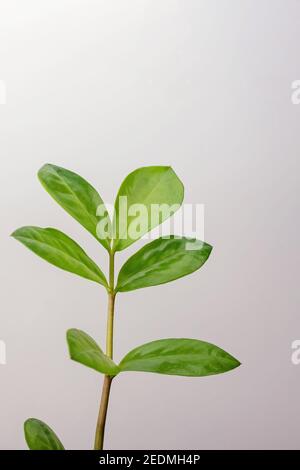 Small green house plant close-up. Stock Photo