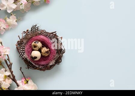 Easter composition with quail eggs in nest and spring blooming flowers on blue. Copy space. View from above. Stock Photo
