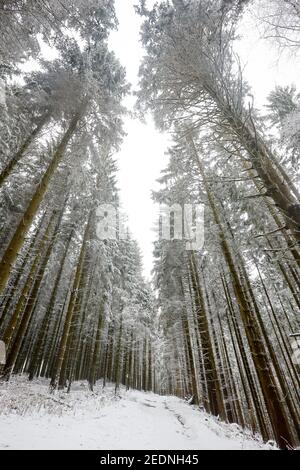 Coniferous tree branches covered with snow in forest on winter day ...